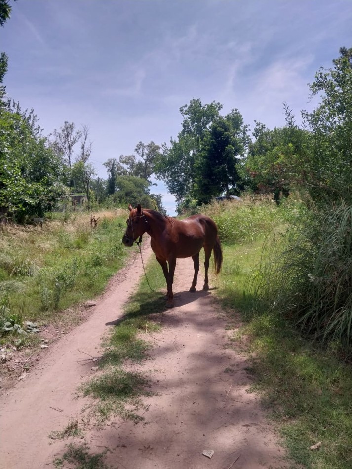 Casa con salida al Rio Carcaraña con una hermosa vista emplazada en 990 m2 con 2 ingresos mas pileta  ideal para un emprendimiento